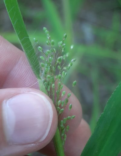 Dichanthelium acuminatum, photographed by Tyler Ekholm