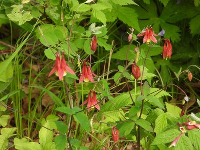 Aquilegia canadensis, photographed by Craig K