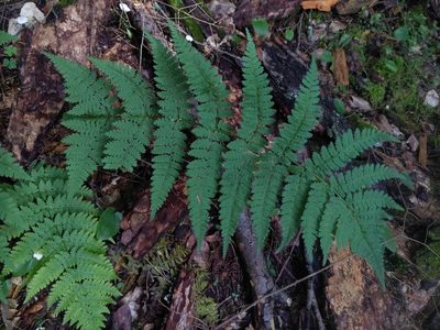 Dryopteris intermedia, photographed by Alina Martin