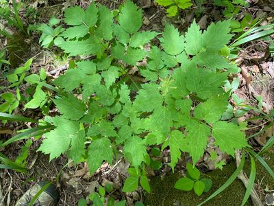 Actaea pachypoda, photographed by Tom Scavo