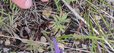 Delphinium bicolor, photographed by Karannina Schonwetter