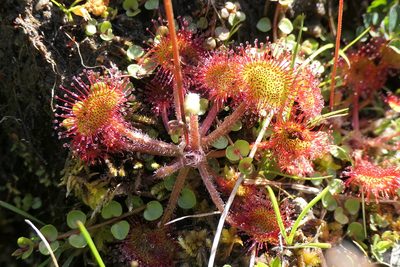 Drosera rotundifolia, photographed by Rafael Medina