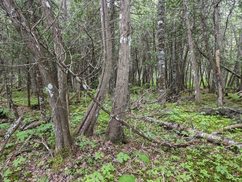 Thuja occidentalis, photographed by agbelliveau