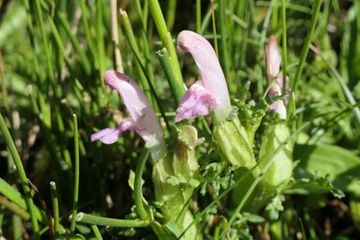 Pedicularis sylvatica, photographed by Rafael Medina