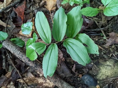 Maianthemum racemosum, photographed by Alina Martin