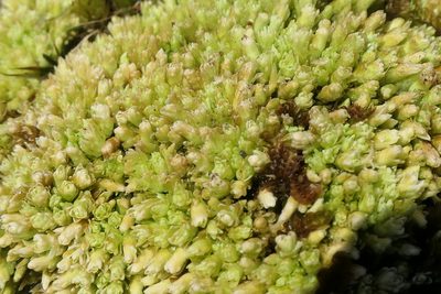 Sphagnum compactum, photographed by Rafael Medina