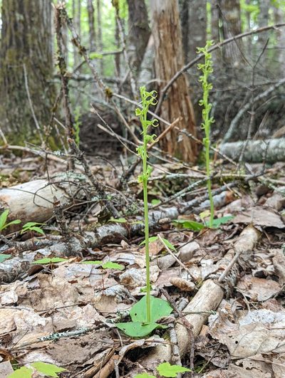 Platanthera hookeri, photographed by agbelliveau