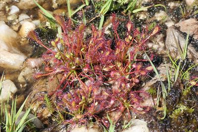 Drosera intermedia, photographed by Rafael Medina