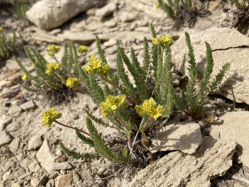 Potentilla gordonii, photographed by Cecelia Alexander