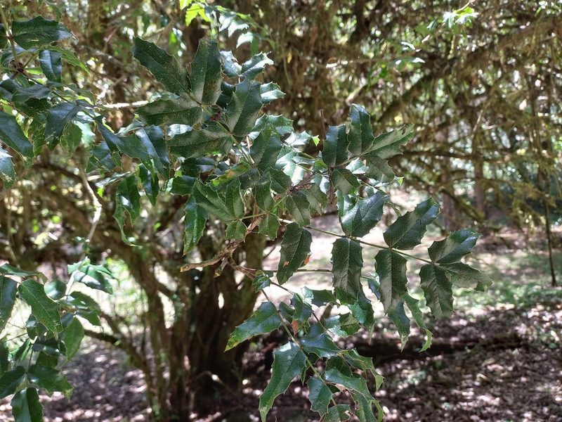 Berberis moranensis, photographed by Norma Piedra