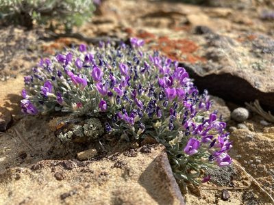 Astragalus spatulatus, photographed by Cecelia Alexander