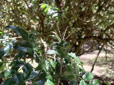 Berberis moranensis, photographed by Norma Piedra