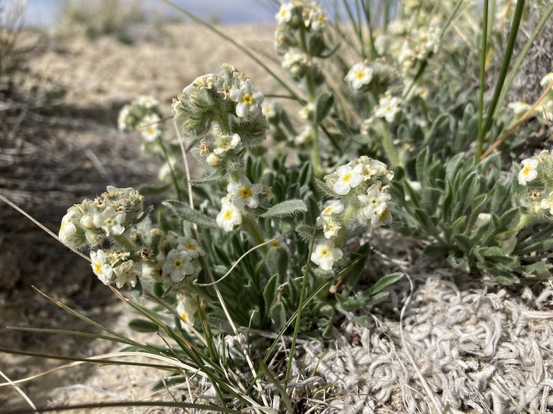 Oreocarya caespitosa, photographed by Cecelia Alexander