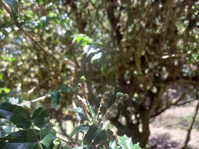 Berberis moranensis, photographed by Norma Piedra