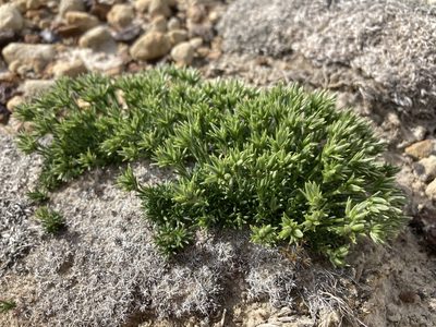 Eremogone hookeri, photographed by Cecelia Alexander