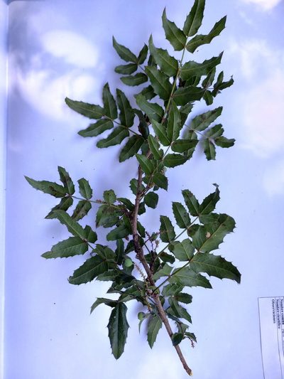 Berberis moranensis, photographed by Norma Piedra