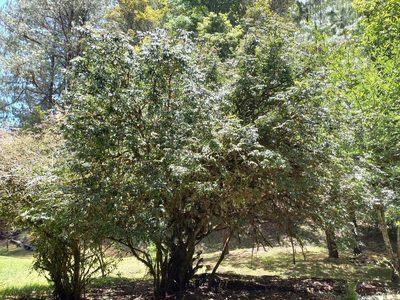 Berberis moranensis, photographed by Norma Piedra