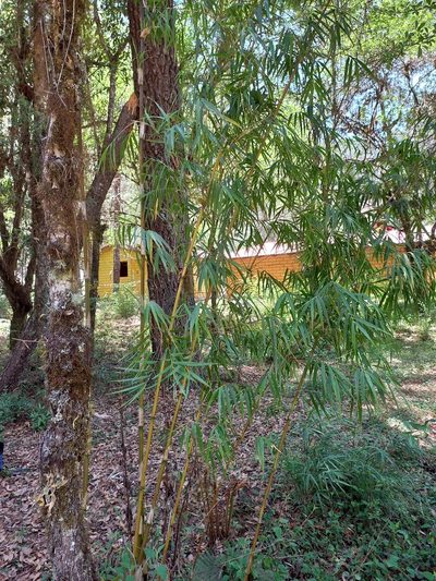 Chusquea perotensis, photographed by Norma Piedra
