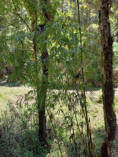 Chusquea perotensis, photographed by Norma Piedra