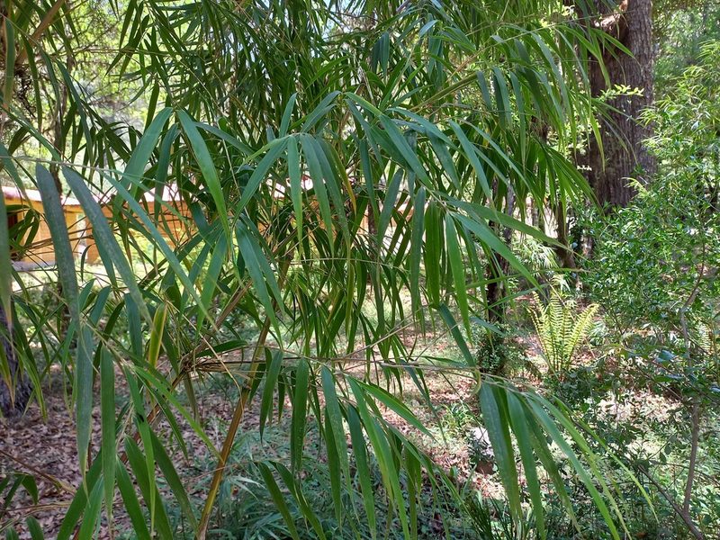 Chusquea perotensis, photographed by Norma Piedra
