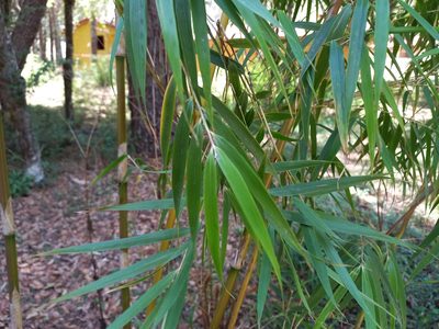 Chusquea perotensis, photographed by Norma Piedra