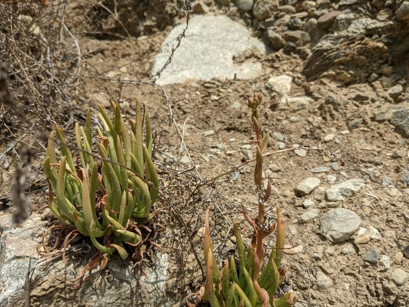 Dudleya viscida, photographed by sdash