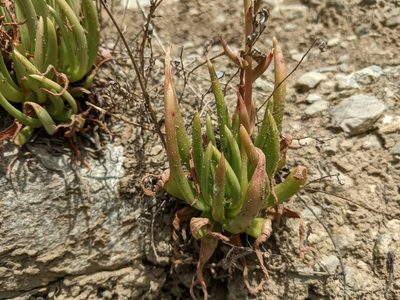Dudleya viscida, photographed by sdash
