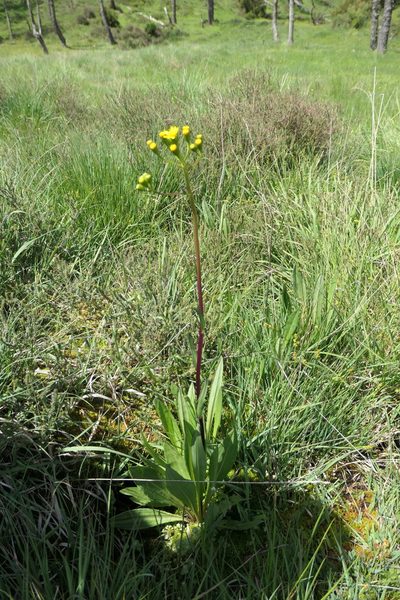 Senecio legionensis, photographed by Rafael Medina