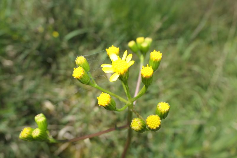 Senecio legionensis, photographed by Rafael Medina