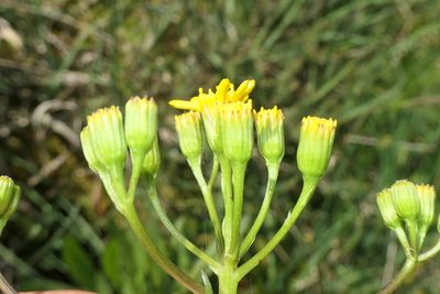 Senecio legionensis, photographed by Rafael Medina