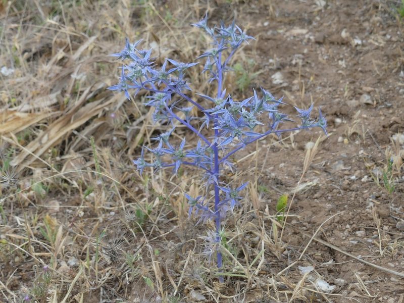 Eryngium triquetrum, photographed by Mehdi Chetibi