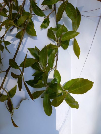 Quercus laurina, photographed by Norma Piedra