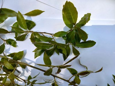 Quercus laurina, photographed by Norma Piedra