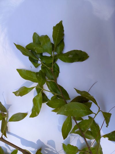 Quercus laurina, photographed by Norma Piedra
