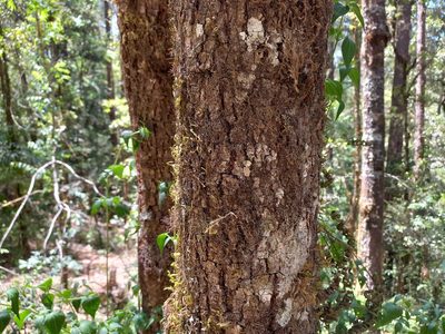 Quercus laurina, photographed by Norma Piedra