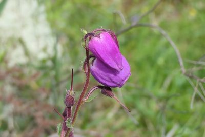 Daboecia cantabrica, photographed by Rafael Medina