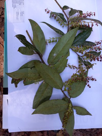 Gaultheria acuminata, photographed by Norma Piedra