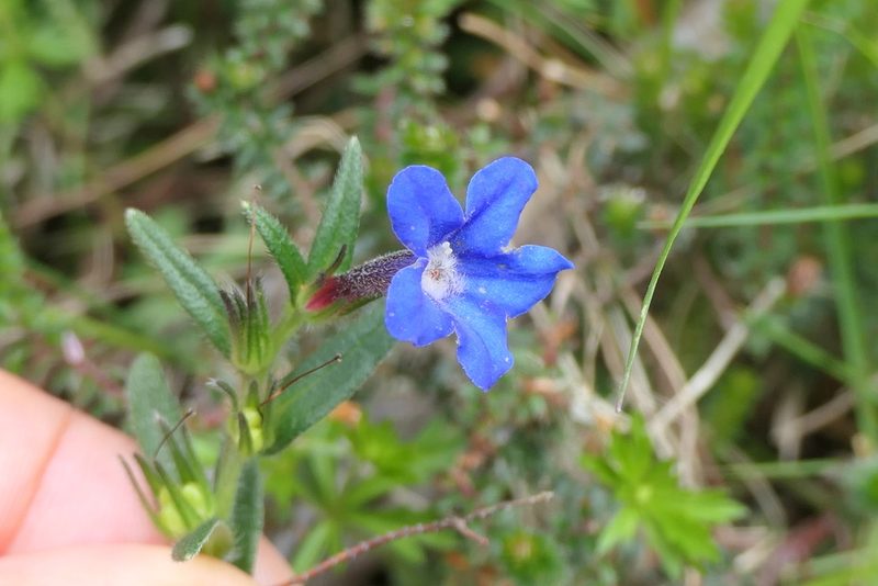 Glandora prostrata, photographed by Rafael Medina