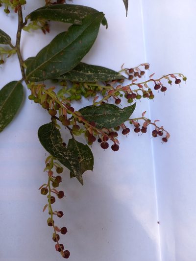 Gaultheria acuminata, photographed by Norma Piedra