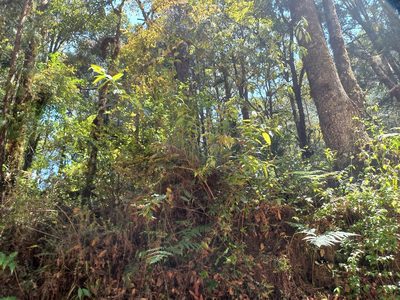 Gaultheria acuminata, photographed by Norma Piedra