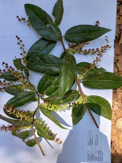 Gaultheria acuminata, photographed by Norma Piedra