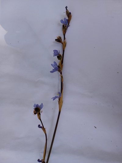 Orthrosanthus monadelphus, photographed by Norma Piedra