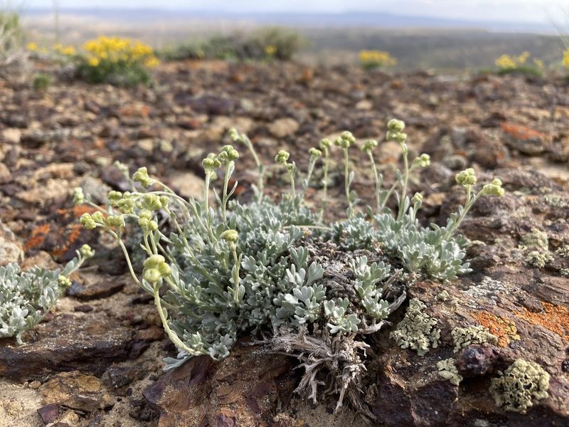 Artemisia nuttallii, photographed by Cecelia Alexander