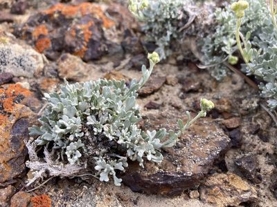 Artemisia nuttallii, photographed by Cecelia Alexander