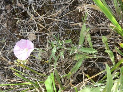 Convolvulus cantabrica, photographed by Mehdi Chetibi