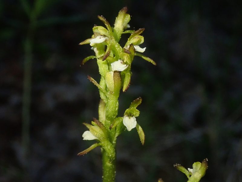 Corallorhiza trifida, photographed by F Quiec