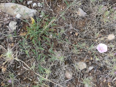 Convolvulus cantabrica, photographed by Mehdi Chetibi