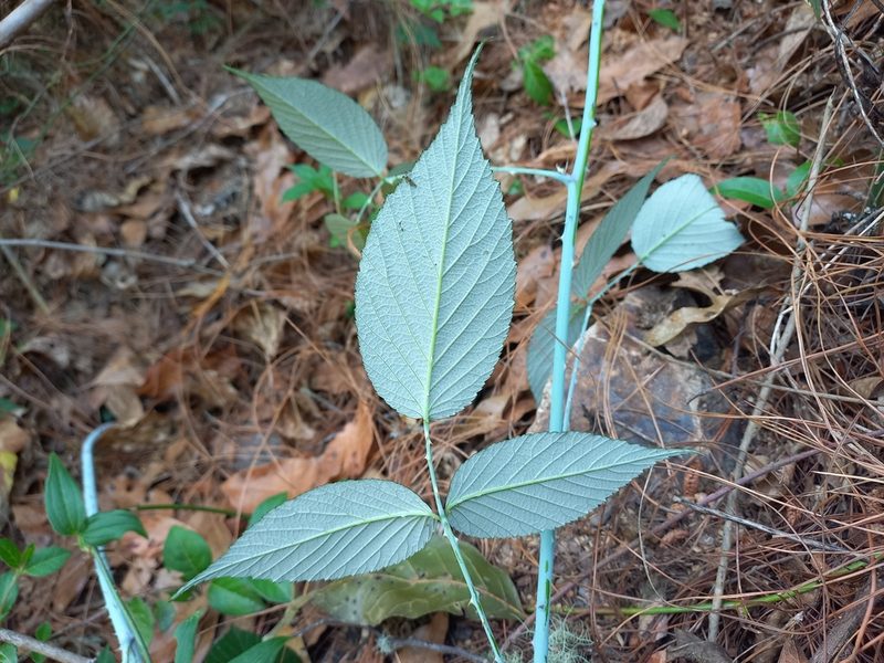Rubus eriocarpus, photographed by Norma Piedra