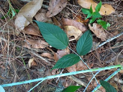 Rubus eriocarpus, photographed by Norma Piedra