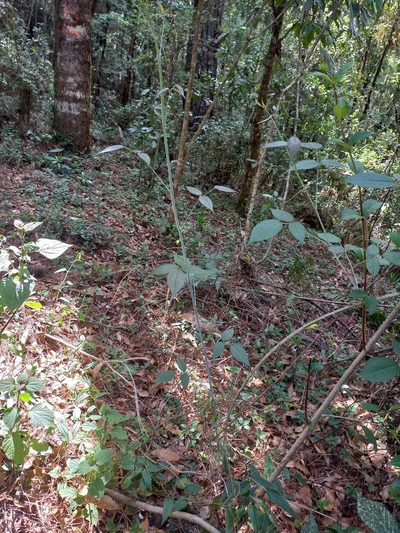 Rubus eriocarpus, photographed by Norma Piedra